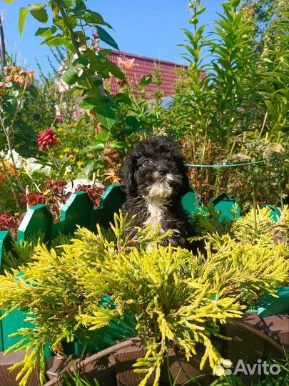 Мальтипу ищем добрые ручки