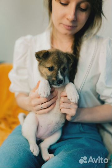 Щенок в добрые руки