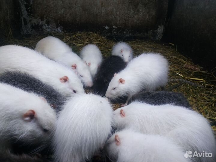 Нутрии живые