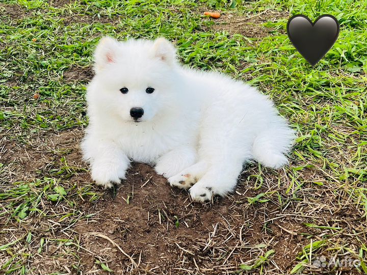 Щенки самоеда