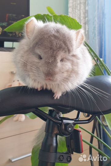 Ангорские шиншиллята, мальчик и девочка