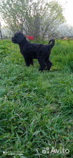 Щенок Черный Русский Терьер