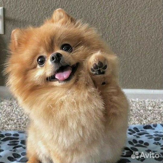 Выгул собак