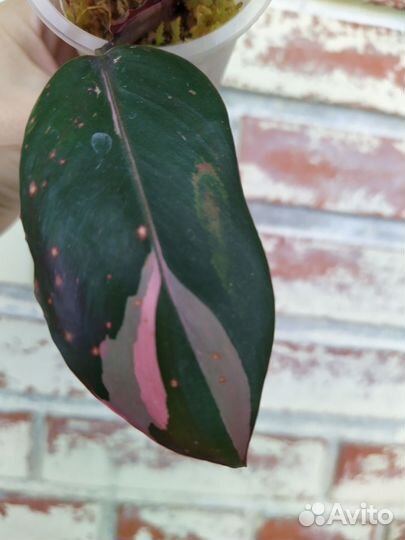 Филодендрон Pink Princess