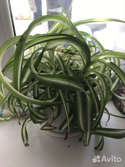 Хлорофитум кудрявый