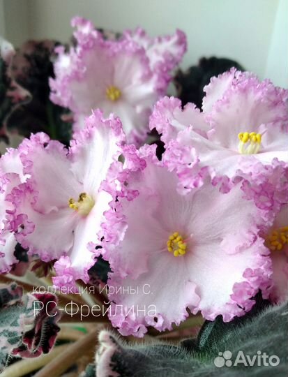 Сортовые фиалки (ук.листочки)