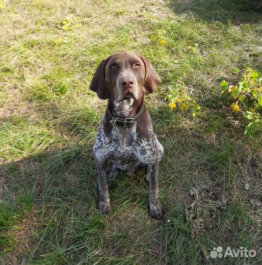 Курцхаар вязка, всё умеет