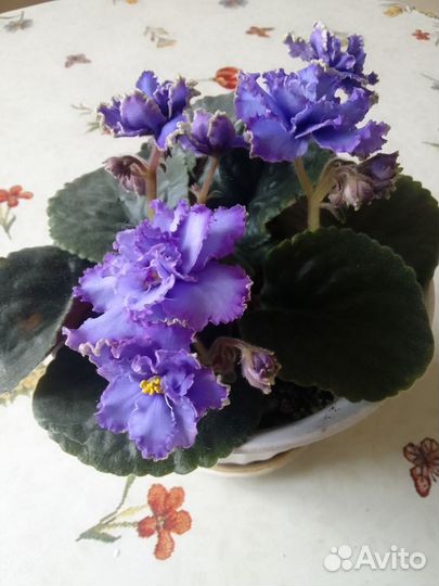 Фиалки подарочные