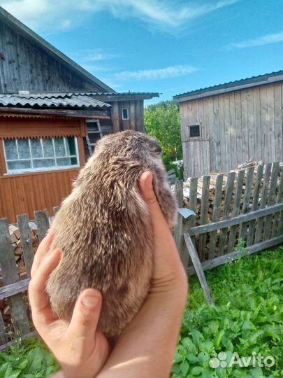 Щенок в добрые руки бесплатно