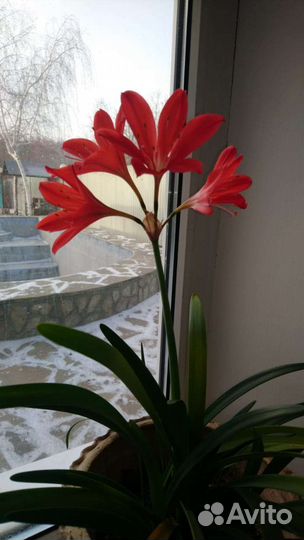 Гиппиаструм