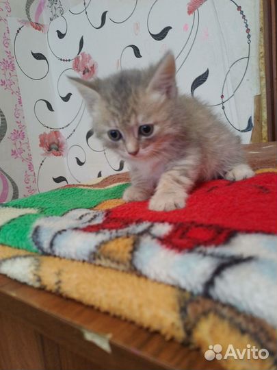 Кошки в добрые руки бесплатно