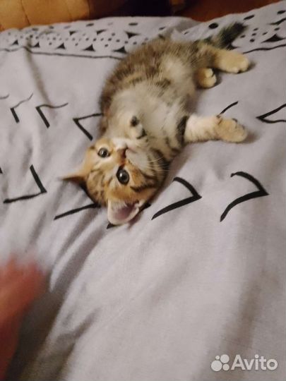 Кошки котята британские вислоухие
