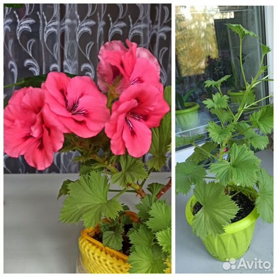 Пеларгония