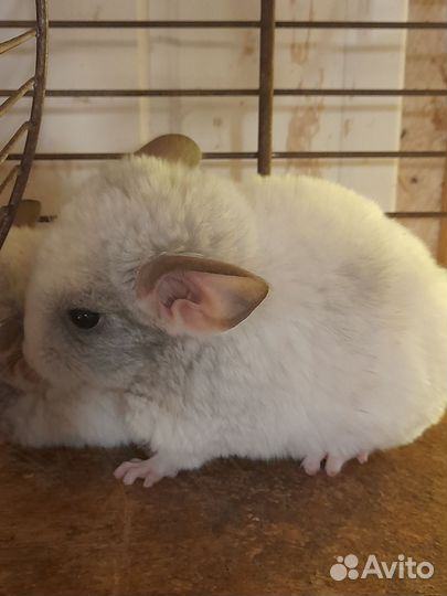 Шиншилла малыши