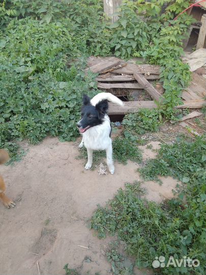 Собачки в добрые руки