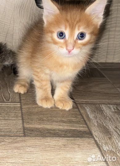 Рыжий котенок для денег и счастья