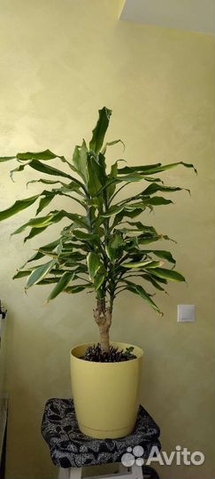 Цветок Драцена