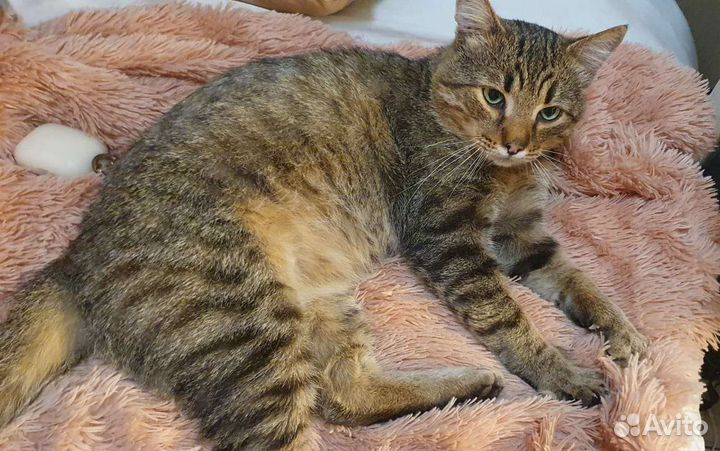 Полосатый котик