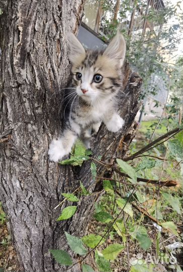 Отдам в добрые руки