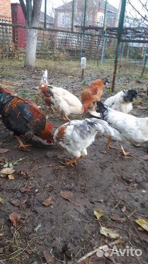 Молодые петухи
