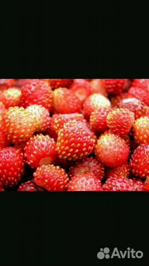 Земляника ягоды черника лесная