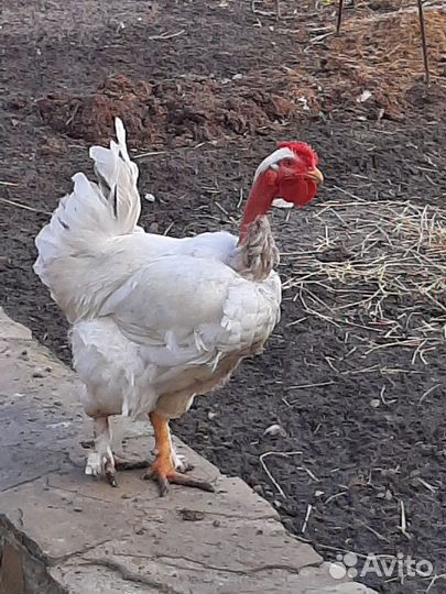 Инкубационное яйцо кур