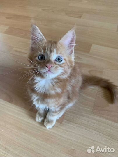 Котята мейн-кун