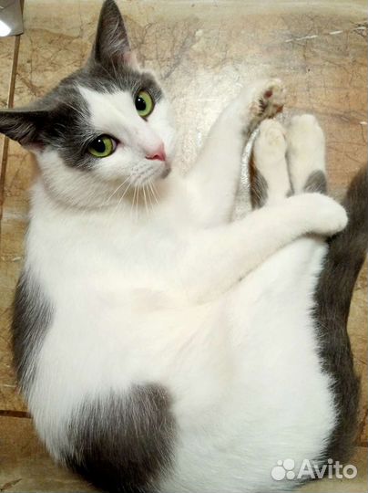 Ласковый молоденький котик особенный