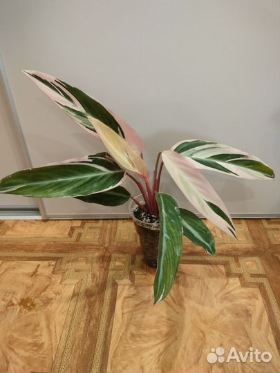 Строманта триколор