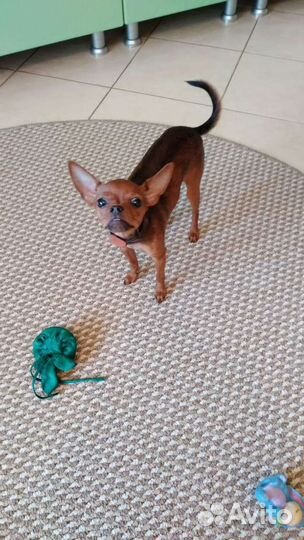 Русский той-терьер мини