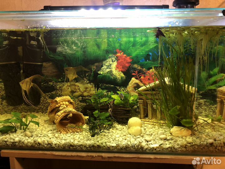 Аквариум