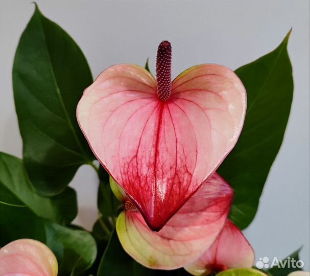Антуриум мистик d17