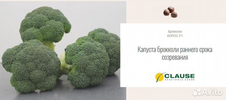 Семена Капуста брокколи Корос F1