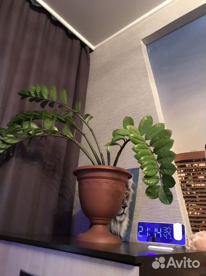 Замиокулькас