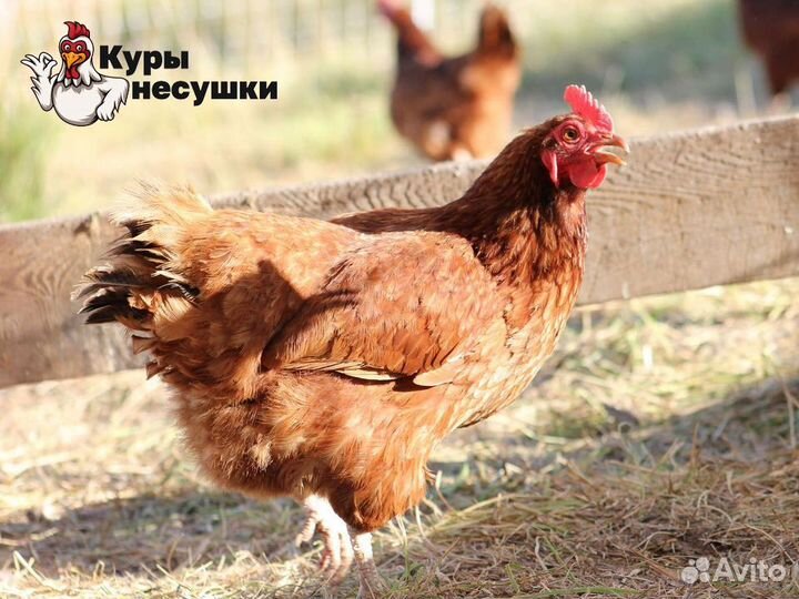 Куры несушки породы Леггорн