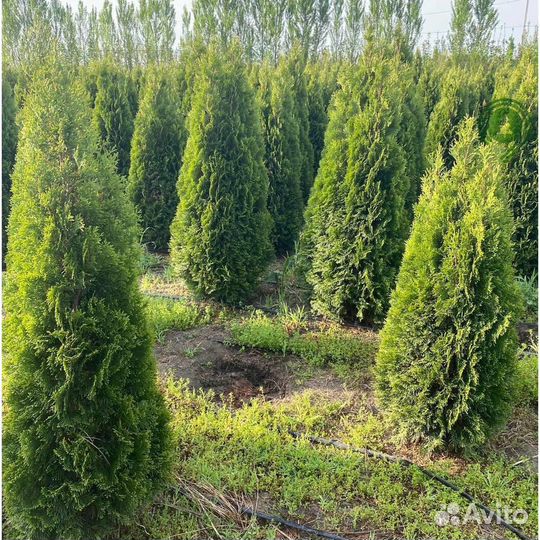 Туя смарагд с наших полей