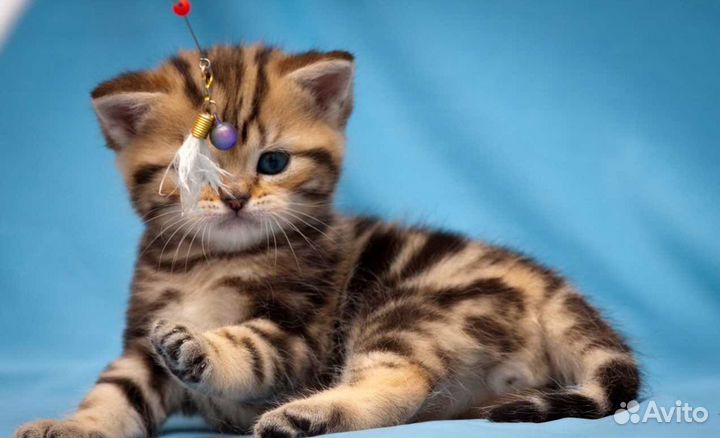Бенгальские котята
