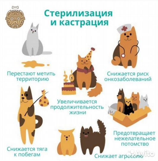 Кастрация кота. Ветеринар на дом