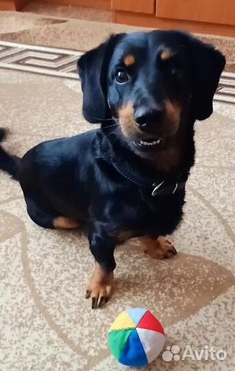 Собака такса в добрые руки бесплатно