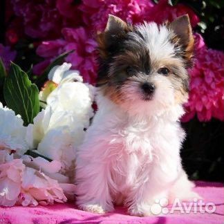 Щенки Бивер