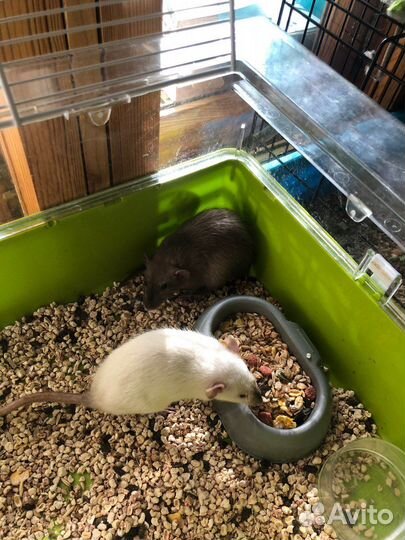 Крысы с клеткой
