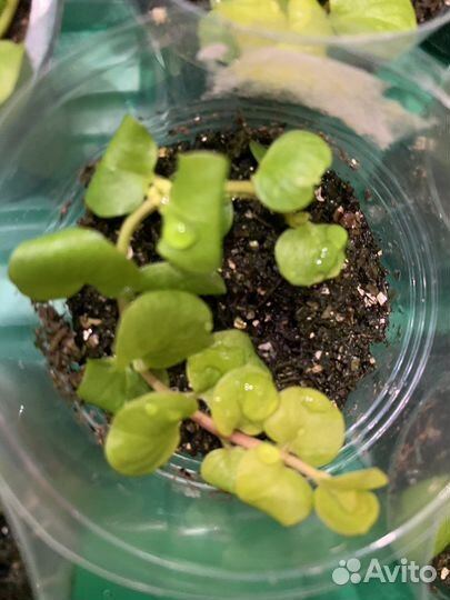 Лизимахия ампельная (вербейник монетчатый)