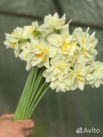 Луковицы нарциссов