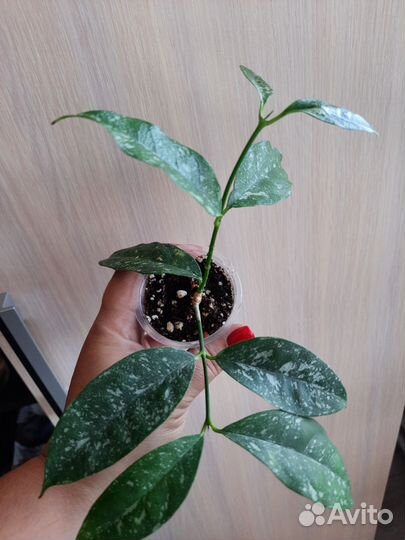 Хойя Hoya australis и другие 22.09