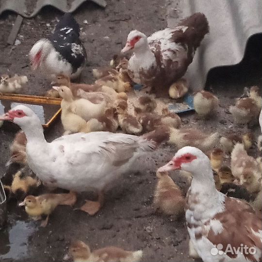 Мускусные утки