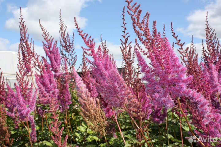 Астильба Суперба