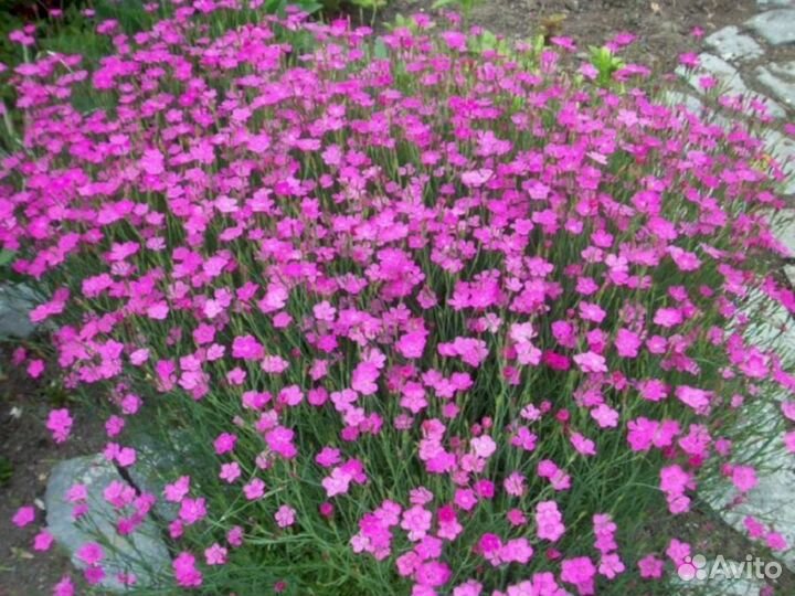 Гвоздика травянка