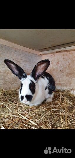 Кролики разных пород