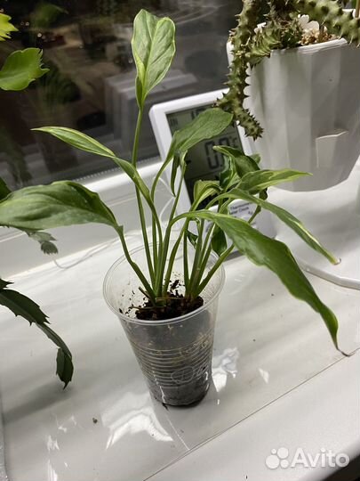 Спатифиллум Дели Индонезия