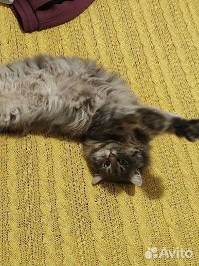 Кастрирован.Роскошный кот Барон